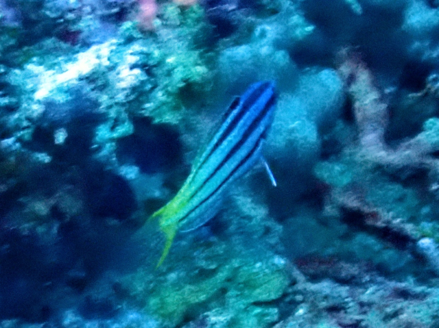 Click to View Twotone Wrasse - juvenile<br><span style='font-size:12px'><i>Dave & Rose</i></span>