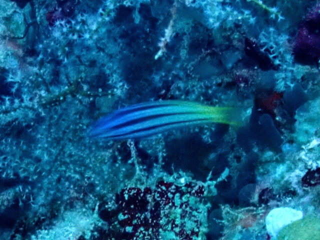 Click to View Twotone Wrasse - juvenile<br><span style='font-size:12px'><i>Dave & Rose</i></span>