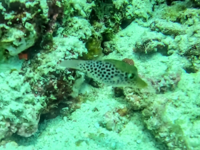 Tyler's Toby<br><span style='font-size:12px'><i>Dave & Rose</i>&nbsp&nbspMaldives&nbsp&nbsp7th Jan 2026</span>