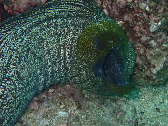 Click to View Undulated Moray<br><span style='font-size:12px'><i>Dave & Rose</i></span>