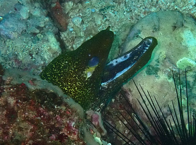 Click to View Undulated Moray<br><span style='font-size:12px'><i>Dave & Rose</i></span>