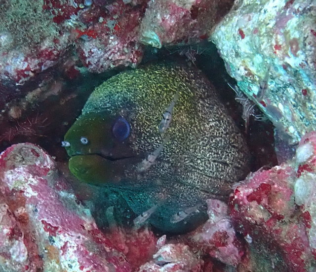 Click to View Undulated Moray<br><span style='font-size:12px'><i>Dave & Rose</i></span>