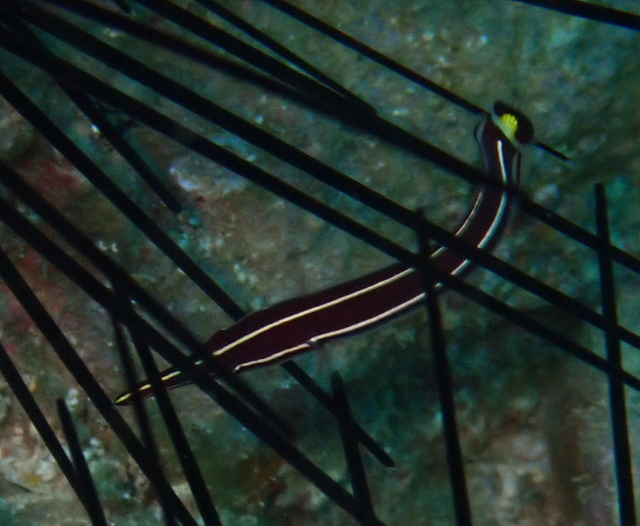 Click to View Urchin Clingfish<br><span style='font-size:12px'><i>Dave & Rose</i></span>