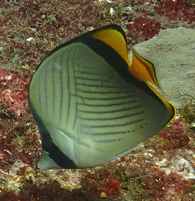 Click to View Vagabond Butterflyfish<br><span style='font-size:12px'><i>Dave & Rose</i></span>