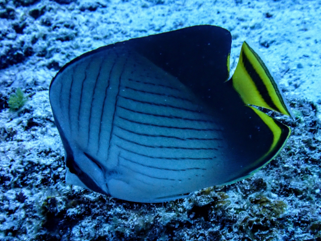 Click to View Vagabond Butterflyfish<br><span style='font-size:12px'><i>Dave & Rose</i></span>