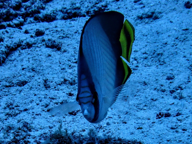 Click to View Vagabond Butterflyfish<br><span style='font-size:12px'><i>Dave & Rose</i></span>