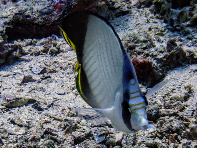 Click to View Vagabond Butterflyfish<br><span style='font-size:12px'><i>Dave & Rose</i></span>