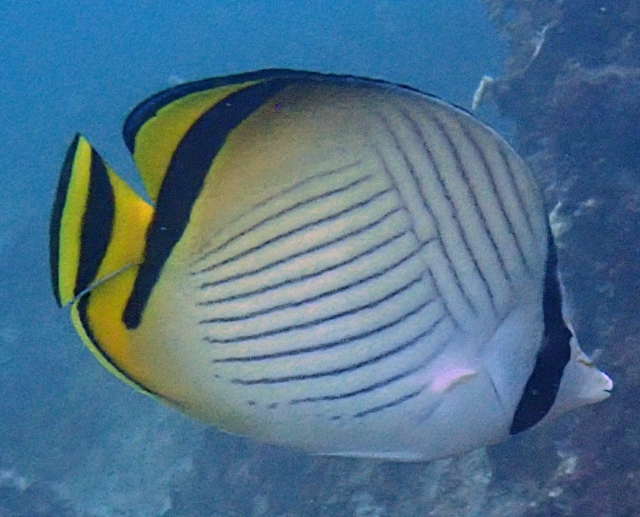 Click to View Vagabond Butterflyfish<br><span style='font-size:12px'><i>Dave & Rose</i></span>