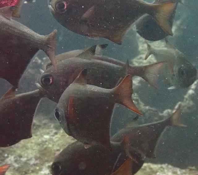 Click to View Vanikoro Sweeper<br><span style='font-size:12px'><i>Dave & Rose</i></span>