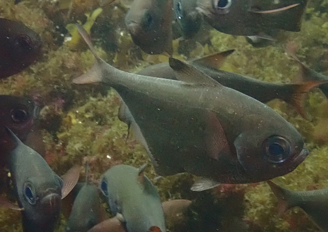 Click to View Vanikoro Sweeper<br><span style='font-size:12px'><i>Dave & Rose</i></span>