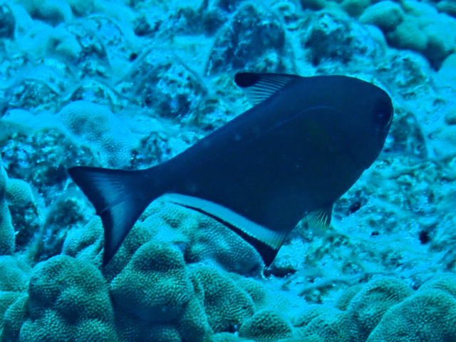 Click to View Vanikoro Sweeper<br><span style='font-size:12px'><i>Dave & Rose</i></span>