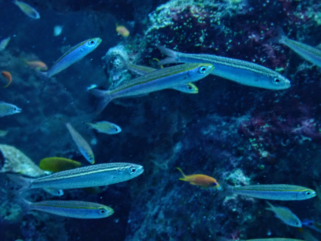 Click to View Variable-lined Fusilier<br><span style='font-size:12px'><i>Dave & Rose</i></span>