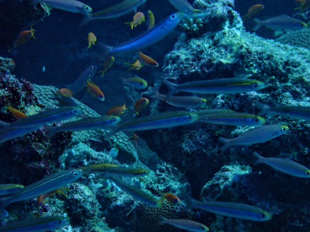 Click to View Variable-lined Fusilier<br><span style='font-size:12px'><i>Dave & Rose</i></span>