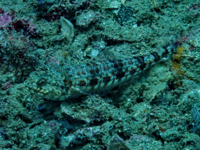 Click to View Variegated Lizardfish<br><span style='font-size:12px'><i>Dave & Rose</i></span>