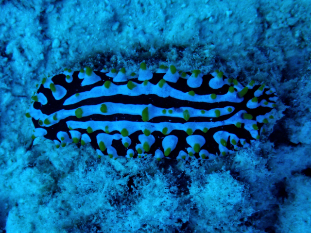 Click to View Varicose Wart Slug<br><span style='font-size:12px'><i>Dave & Rose</i></span>