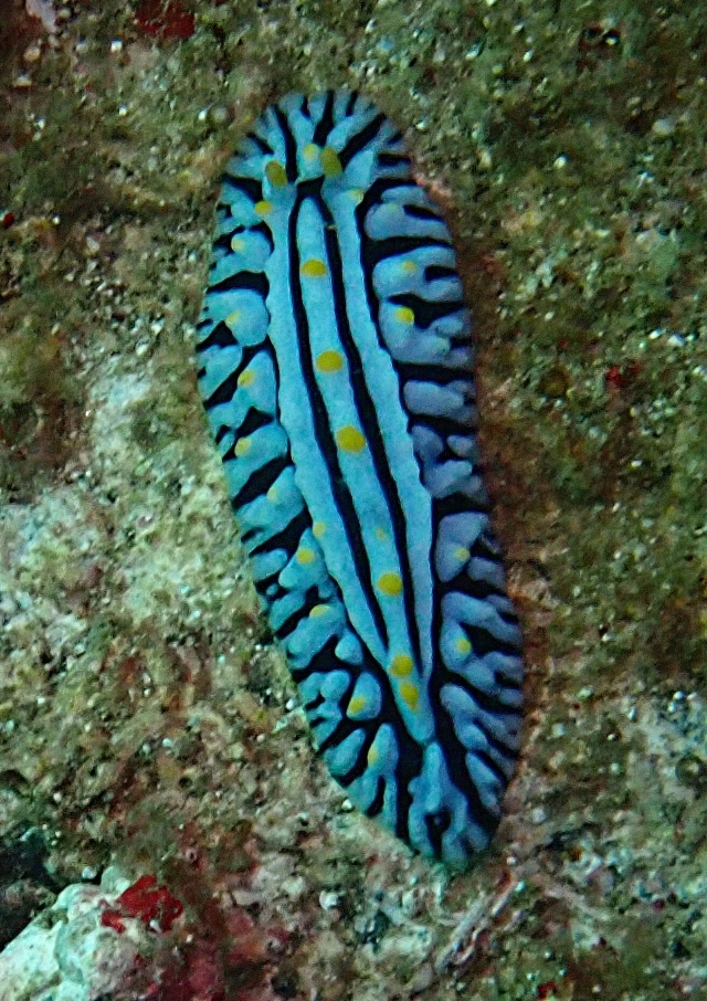 Click to View Varicose Wart Slug<br><span style='font-size:12px'><i>Dave & Rose</i></span>