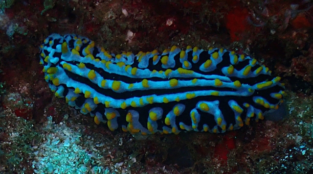 Click to View Varicose Wart Slug<br><span style='font-size:12px'><i>Dave & Rose</i></span>