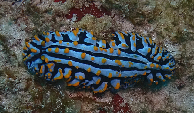 Click to View Varicose Wart Slug<br><span style='font-size:12px'><i>Dave & Rose</i></span>