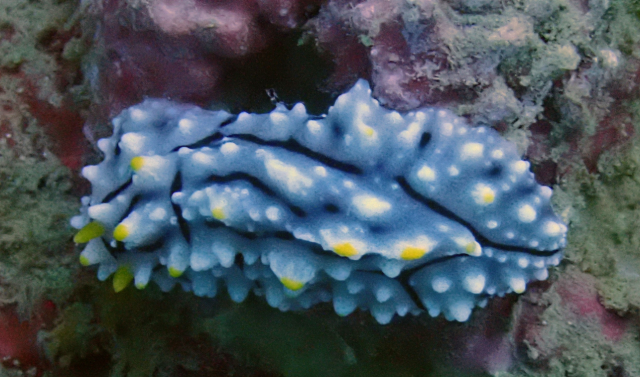 Click to View Varicose Wart Slug<br><span style='font-size:12px'><i>Dave & Rose</i></span>