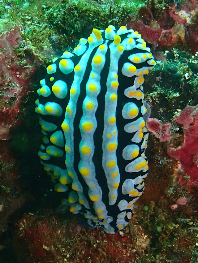 Click to View Varicose Wart Slug<br><span style='font-size:12px'><i>Dave & Rose</i></span>