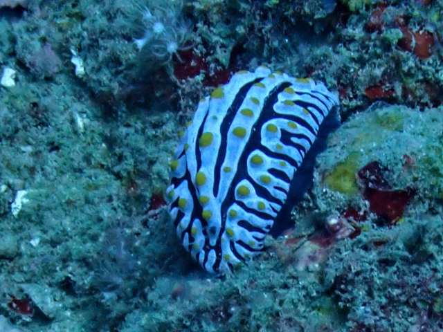 Click to View Varicose Wart Slug<br><span style='font-size:12px'><i>Dave & Rose</i></span>