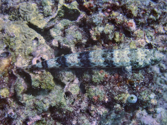 Variegated Lizardfish<br><span style='font-size:12px'><i>Dave & Rose</i></span>