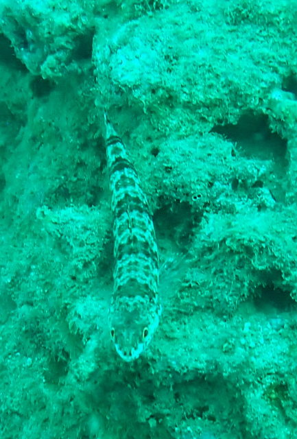 Click to View Variegated Lizardfish<br><span style='font-size:12px'><i>Dave & Rose</i></span>