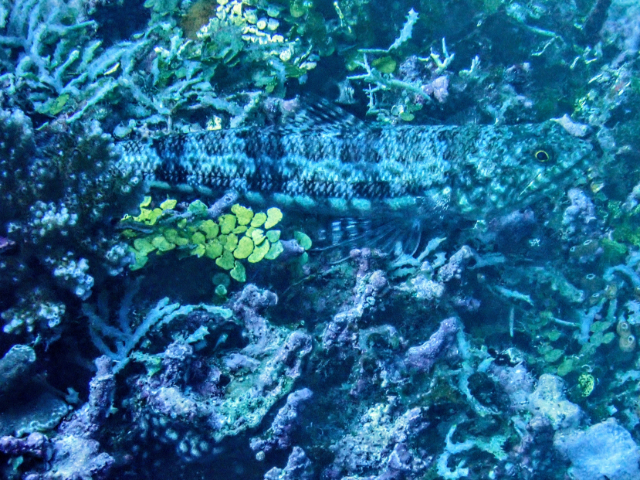 Click to View Variegated Lizardfish<br><span style='font-size:12px'><i>Dave & Rose</i></span>