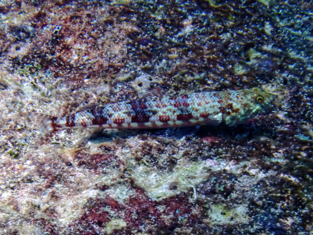 Click to View Variegated Lizardfish<br><span style='font-size:12px'><i>Dave & Rose</i></span>