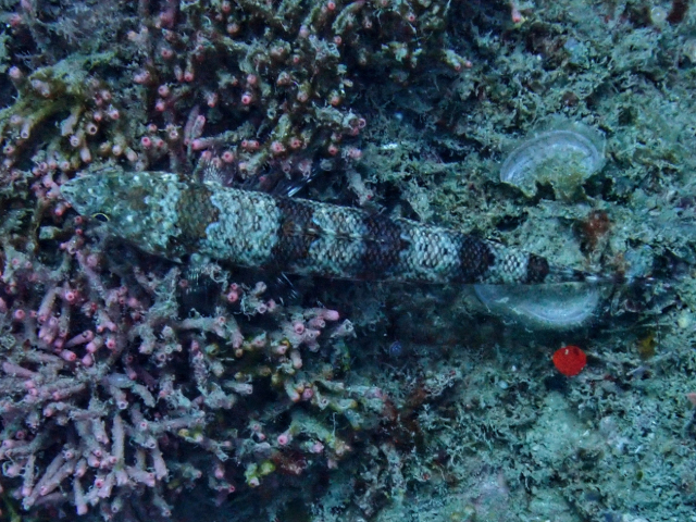 Click to View Variegated Lizardfish<br><span style='font-size:12px'><i>Dave & Rose</i></span>