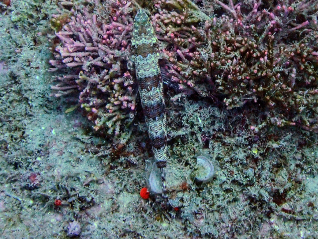 Click to View Variegated Lizardfish<br><span style='font-size:12px'><i>Dave & Rose</i></span>