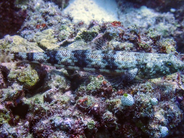 Variegated Lizardfish<br><span style='font-size:12px'><i>Dave & Rose</i>&nbsp&nbspMaldives&nbsp&nbsp13th Jan 2026</span>