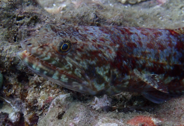 Click to View Variegated Lizardfish<br><span style='font-size:12px'><i>Dave & Rose</i></span>