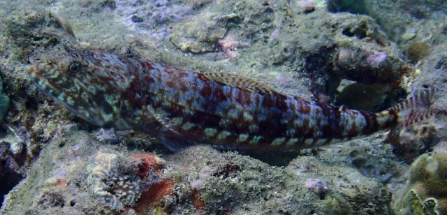 Click to View Variegated Lizardfish<br><span style='font-size:12px'><i>Dave & Rose</i></span>