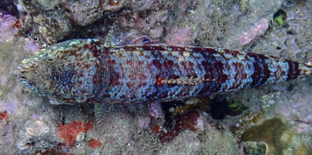 Click to View Variegated Lizardfish<br><span style='font-size:12px'><i>Dave & Rose</i></span>