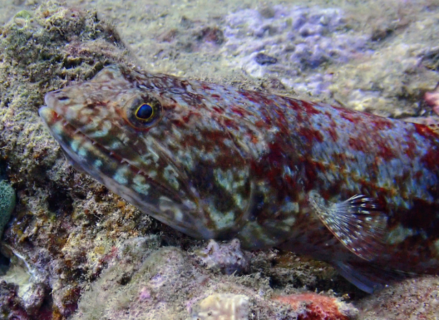 Click to View Variegated Lizardfish<br><span style='font-size:12px'><i>Dave & Rose</i></span>