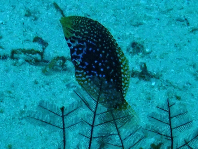 Click to View Vermiculate Wrasse<br><span style='font-size:12px'><i>Dave & Rose</i></span>