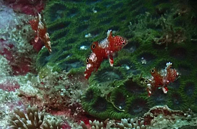 Click to View Vermiculate Wrasse Juv<br><span style='font-size:12px'><i>Dave & Rose</i></span>