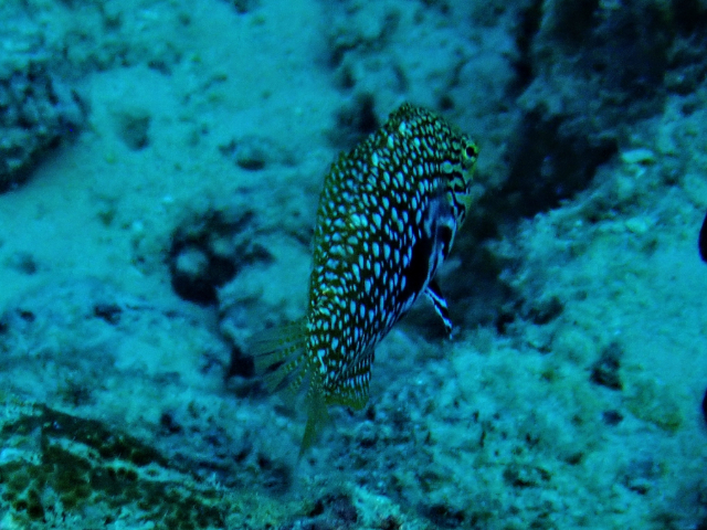 Click to View Vermiculate Wrasse - juvenile<br><span style='font-size:12px'><i>Dave & Rose</i></span>