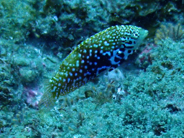 Click to View Vermiculate Wrasse - juvenile<br><span style='font-size:12px'><i>Dave & Rose</i></span>