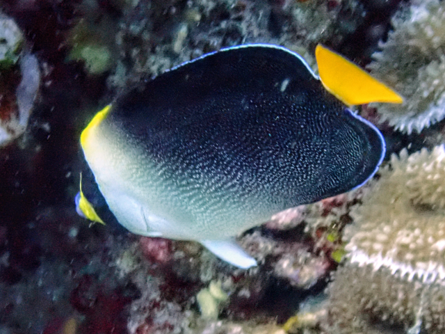 Vermiculate Angelfish<br><span style='font-size:12px'><i>Dave & Rose</i>&nbsp&nbspPhilippines&nbsp&nbsp26th Apr 2026</span>