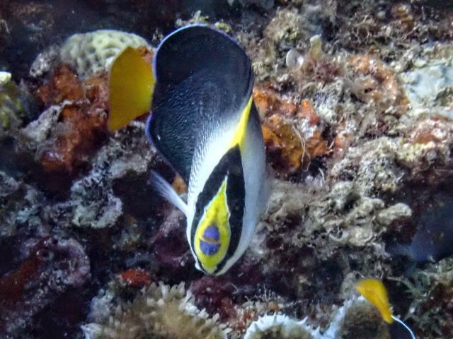 Vermiculate Angelfish<br><span style='font-size:12px'><i>Dave & Rose</i></span>