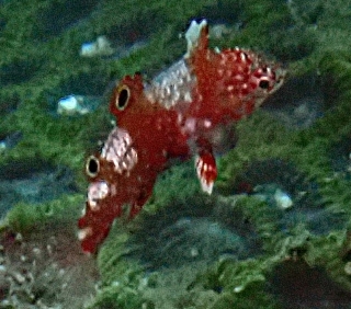 Click to View Vermiculate Wrasse Juv<br><span style='font-size:12px'><i>Dave & Rose</i></span>