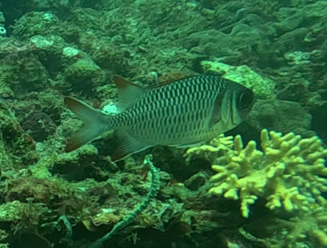 Click to View Violet Soldierfish<br><span style='font-size:12px'><i>Dave & Rose</i></span>