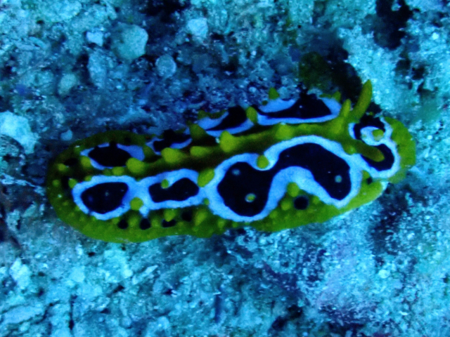 Click to View Wave Wart Slug<br><span style='font-size:12px'><i>Dave & Rose</i></span>