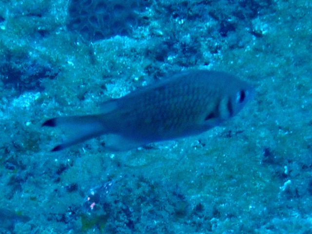 Click to View Weber's Chromis<br><span style='font-size:12px'><i>Dave & Rose</i></span>