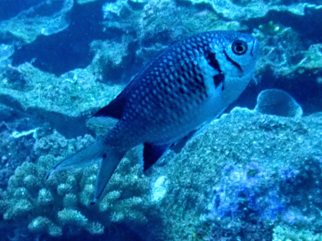 Click to View Weber's Chromis<br><span style='font-size:12px'><i>Dave & Rose</i></span>