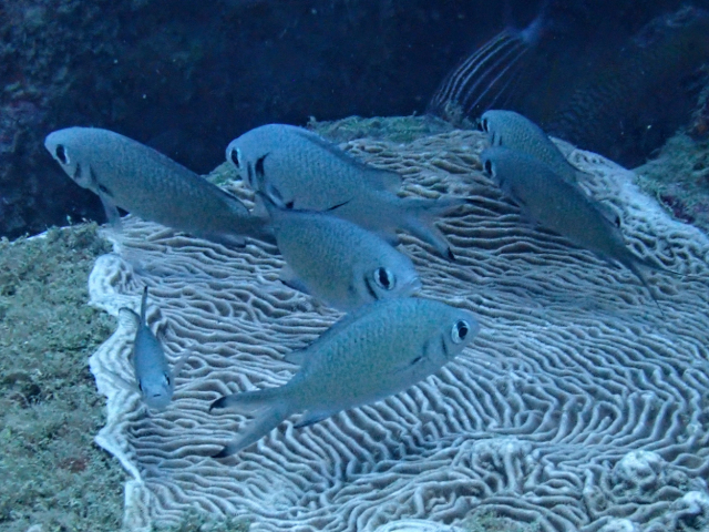 Click to View Weber's Chromis<br><span style='font-size:12px'><i>Dave & Rose</i></span>