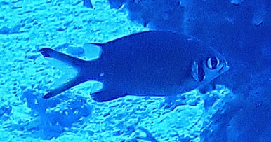 Click to View Weber's Chromis<br><span style='font-size:12px'><i>Dave & Rose</i></span>