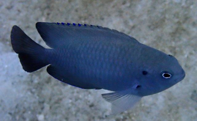 Click to View Wedgespot Damsel<br><span style='font-size:12px'><i>Dave & Rose</i></span>